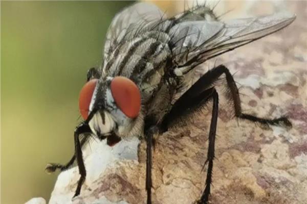 حجمه صغير ولدغته مؤلمة.. الذباب الصحراوي رفيق رياح الخماسين