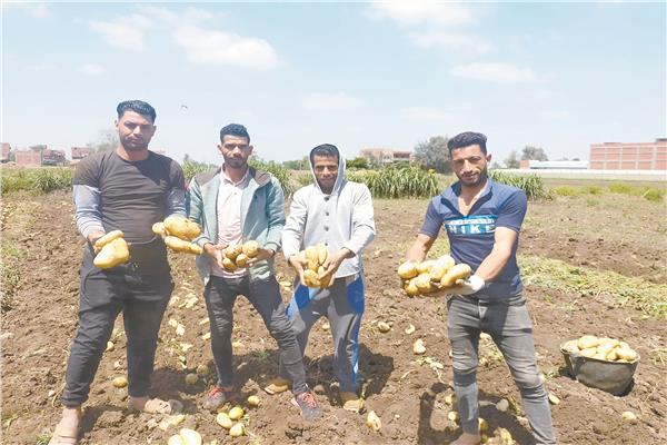 البطاطس المصرية تتسم بالجودة الفائقة