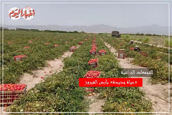 التجمعات الزراعية