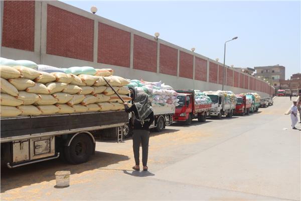 جانب من توريد القمح