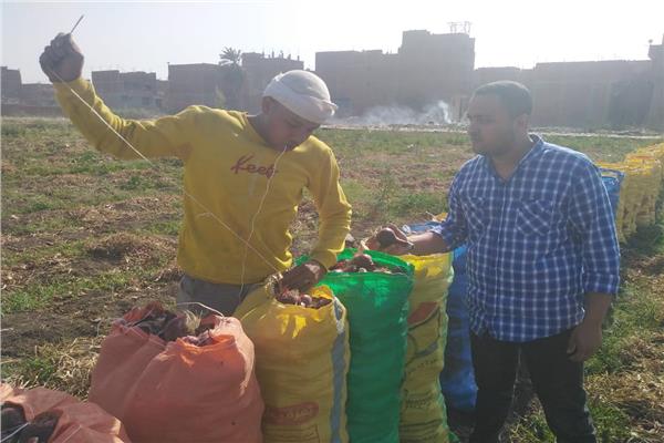 محرر «بوابة أخبار اليوم» مع الفلاحين أثناء موسم الحصار