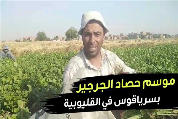 حصاد الجرجير
