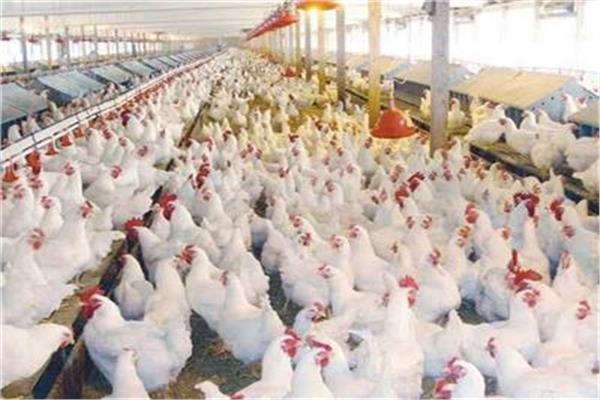 تعرف على اسعار الدواجن اليوم 5 مايو