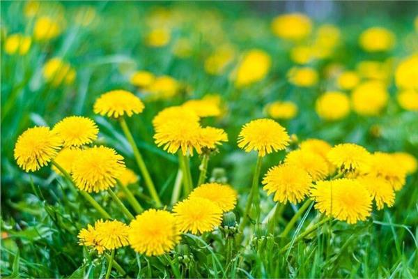  أفضل الأطعمة لتعزيز جهاز المناعة