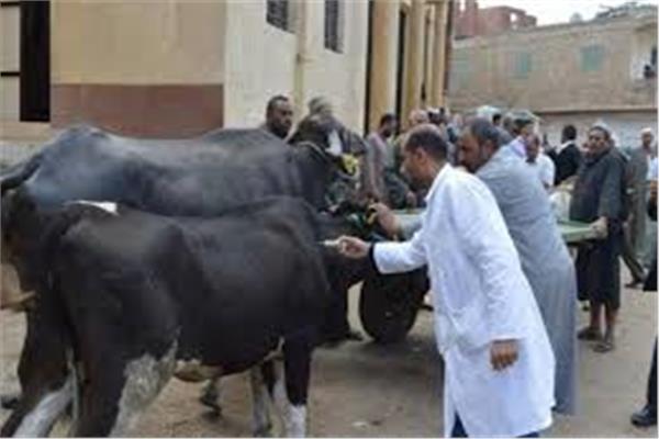 جانب من الحملات البيطرية