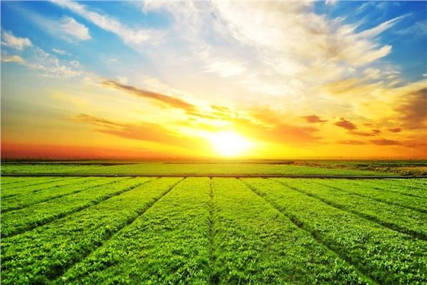 استصلاح الأراضي الصحراوية هدف استراتيجي في الجمهورية الجديدة