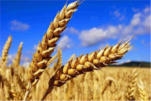 توريد القمح