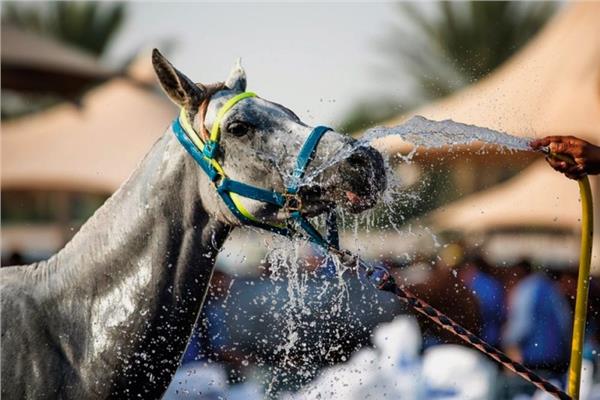 عرق الخيل