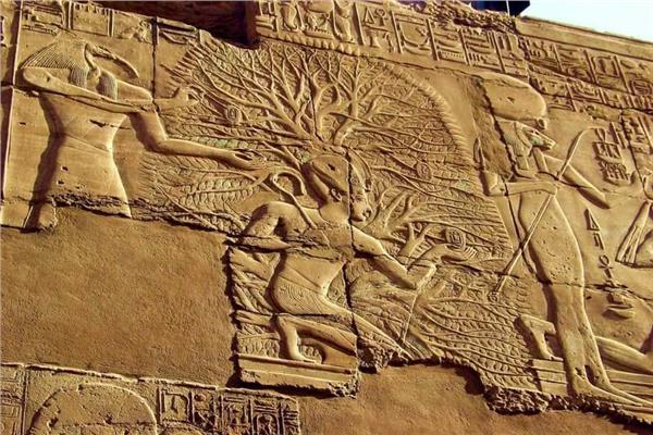  شجرة الجميز في مصر القديمة