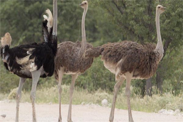 طيور النعام