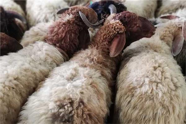 صورة موضوعية
