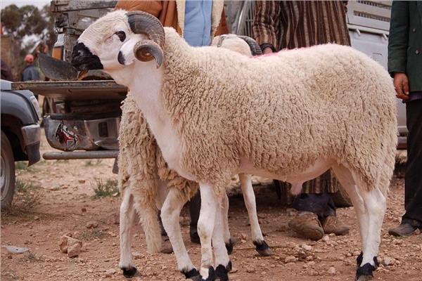 صورة موضوعية