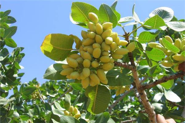 صورة تعبيرية لشجرة الفستق