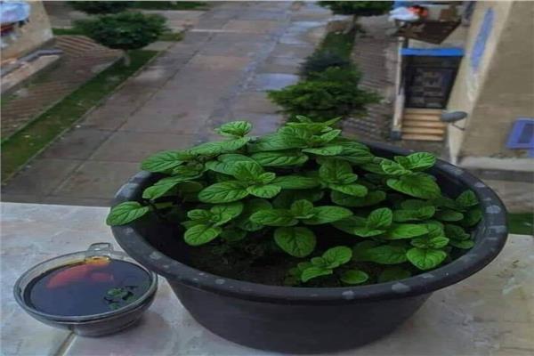 زراعة النعناع