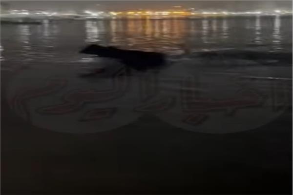 هرب عجل مساء أمس الي البحر