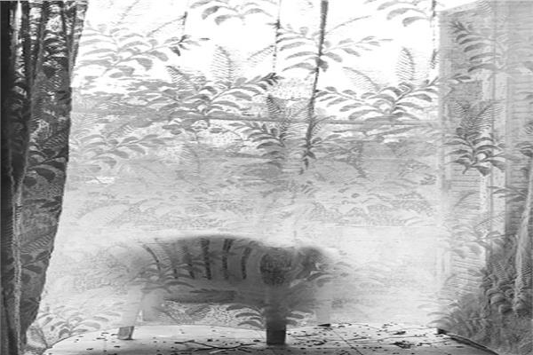 صورة موضوعية