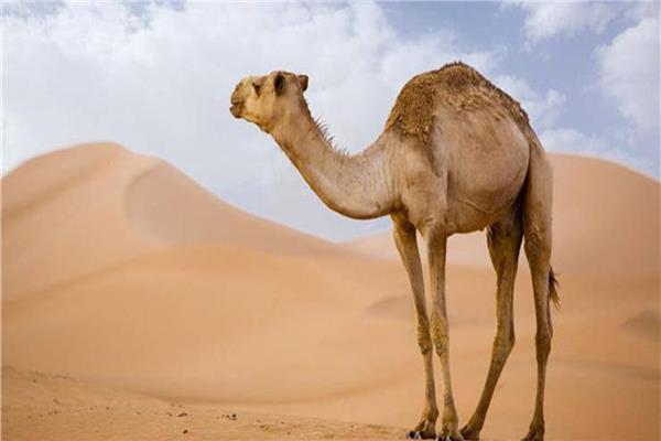 رجال يواجهون السجن بتهمة تشويه جمل في باكستان
