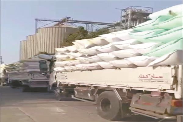 استمرار أعمال توريد القمح