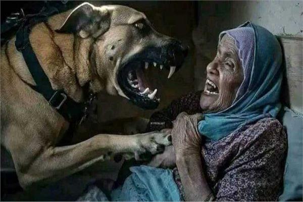 السيدة التي هاجمها الكلب التابع لقوات الإحتلال الإسرائيلي