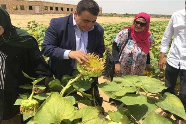 الزراعة تتابع محصول دوار الشمس فى سيناء