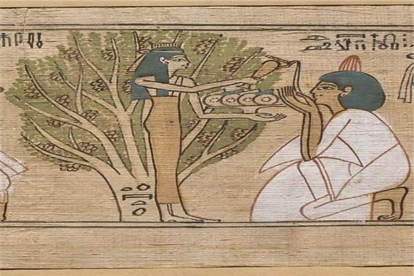 أهمية شجرة الجميز