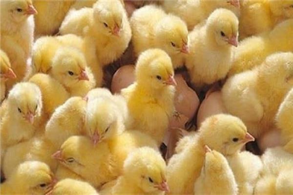 صورة موضوعية