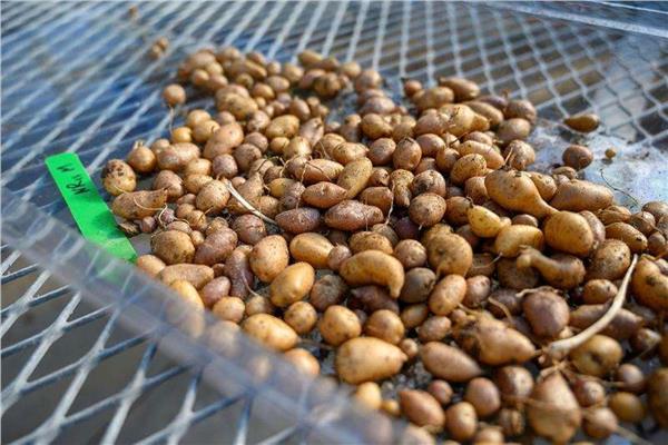  البطاطس فور كورنرز