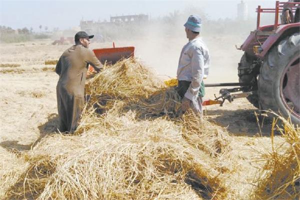 المزارعون خلال عملية كبس قش الأرز