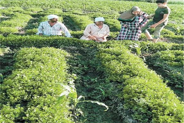 زراعة البقدونس تسيطر على قرية «المهدية»
