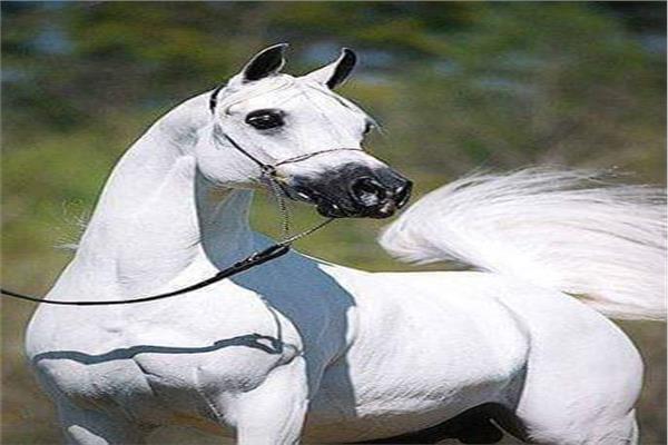 صورة موضوعية