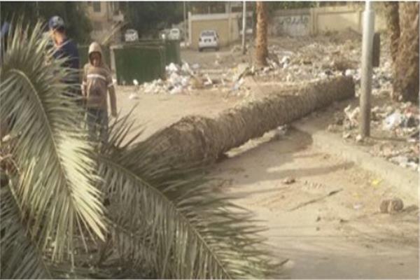 موضوعية