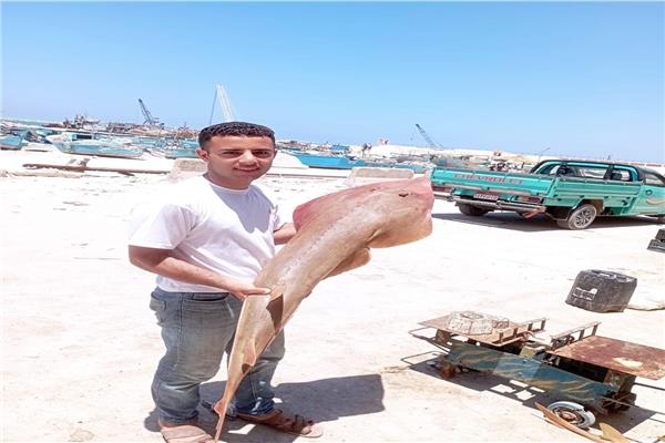 سمكة الحردون