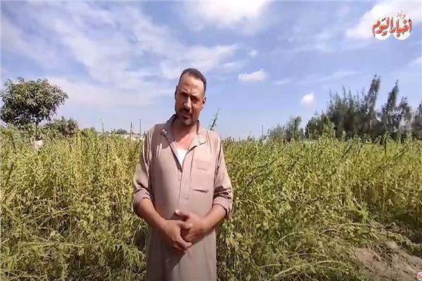  "محمد سالم" مزارع 