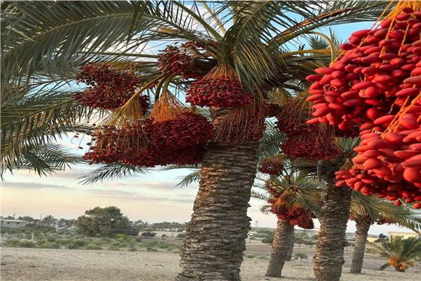  البلح 
