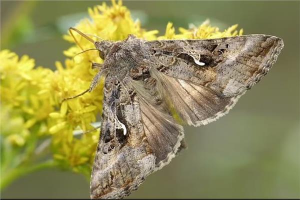 أزمة الفراشات