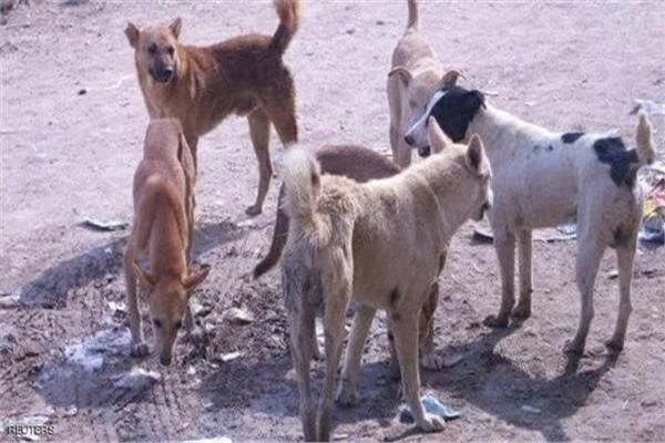 حملة مكبرة لضبط الكلاب الضالة