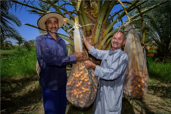خلال  مكافحة سوسة النخيل الحمراء 