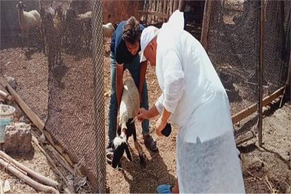 جانب من الحملات البيطرية