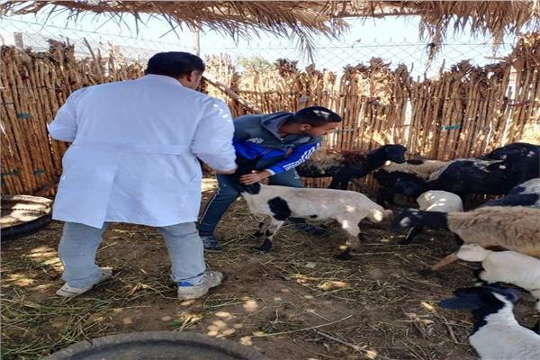 صورة من القوافل البيطرية العلاجية