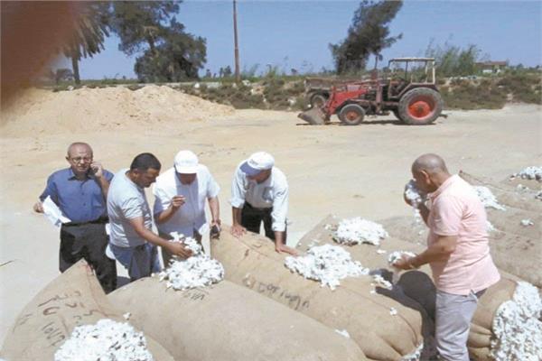  استنباط أصناف جديدة من «الذهب الأبيض»
