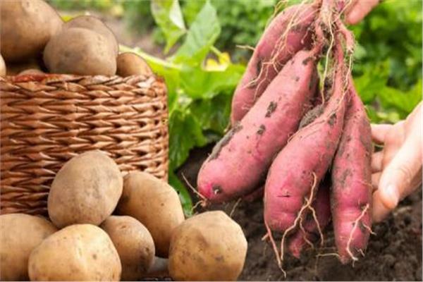 البطاطس والبطاطا الحلوة 
