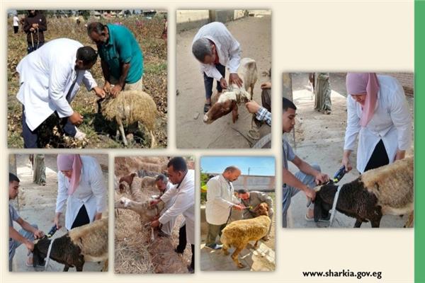  ندوات توعوية وقوافل بيطرية