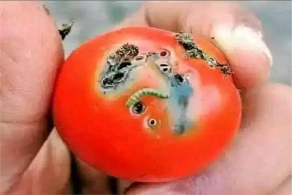 طماطم  صورة أرشيفية