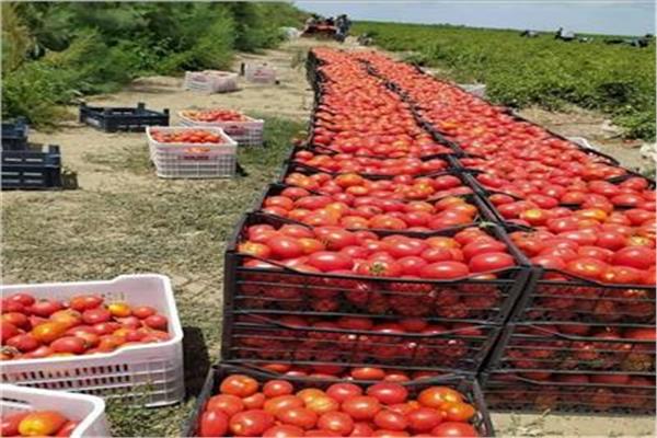  سعر الطماطم في سوق العبور للجملة 