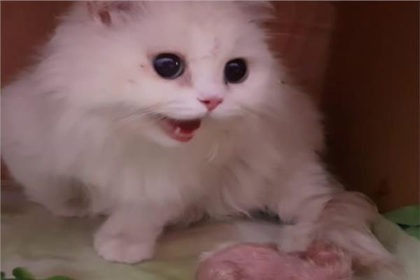موضوعية