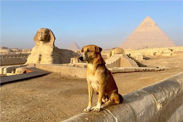 الكلب البلدي حديث العالم في المنطقة الآثرية