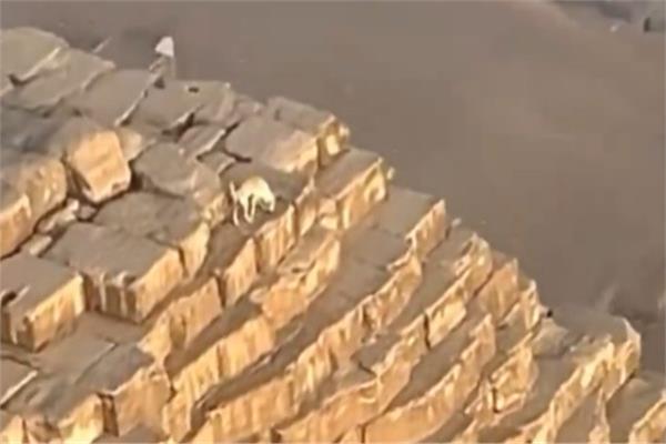 الكلب الذي تسلق قمة الهرم الأكبر