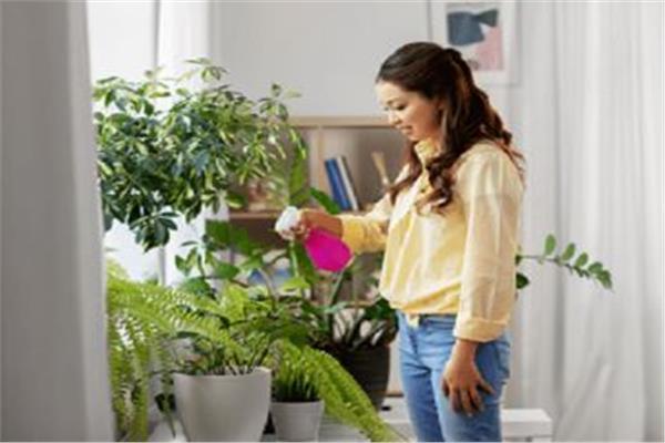 نباتات طبيعية شتوية يمكنك زراعتها في شرفة منزلك وأهم نصائح العناية بها