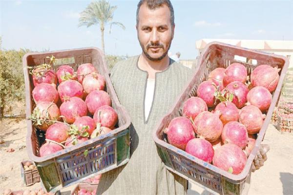 فاكهة الرمان تزين مزارع الشرقية