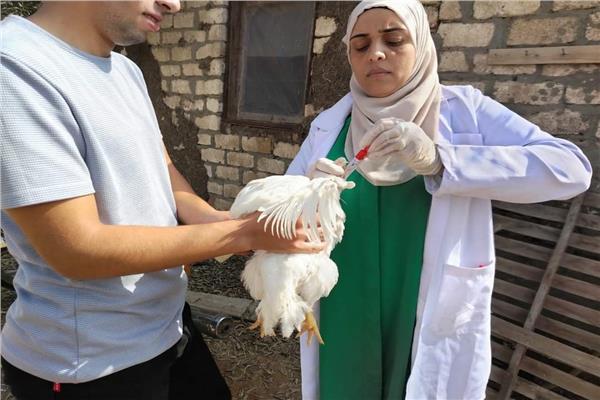 خلال حملات تطعيم الدواجن ضد إنفلونزا الطيور